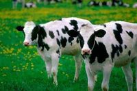 Задача. Продажа коров Задача. Продажа коров